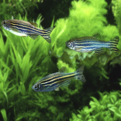 BRACHYDANIO RERIO / POISSON ZEBRA / DANIO RERIO
