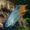 MACROPODUS OPERCULARIS BLUE 4-5cms