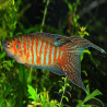 MACROPODUS OPERCULARIS BLUE RED 4-5cms