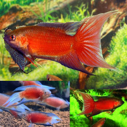 MACROPODUS OPERCULARIS RED 4-5cms