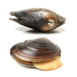ANODONTA CIGNEA / ANODONTE DES CYGNES / ANODONTE DES ETANGS