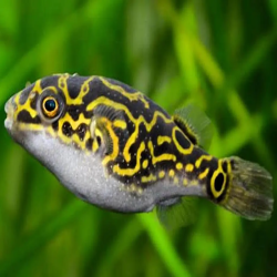 DICHOTOMYCTERE OCELLATUS / TETRAODON BIOCELLATUS