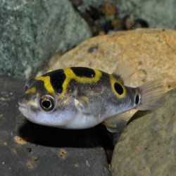 DICHOTOMYCTERE OCELLATUS / TETRAODON BIOCELLATUS 2-3 cms