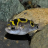 DICHOTOMYCTERE OCELLATUS / TETRAODON BIOCELLATUS 2-3 cms