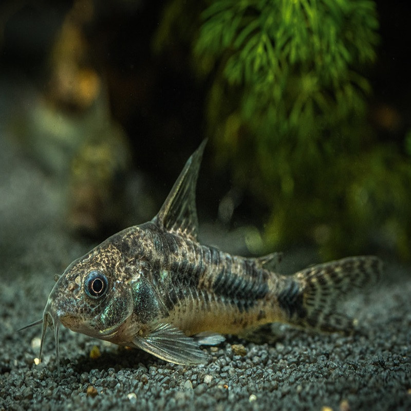 CORYDORAS PALEATUS 3-4cms