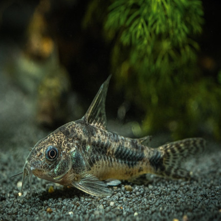 CORYDORAS PALEATUS / CORYDORAS POIVRE