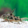 CORYDORAS PALEATUS 3-4cms