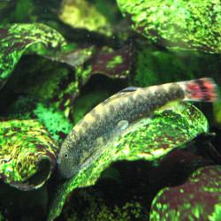 GASTROMYZON OCELLATUS RED TAIL 4-5cms