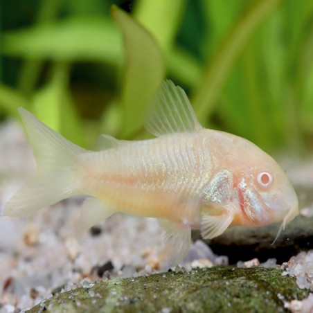 CORYDORAS AENEUS ALBINO 2.5-3cms