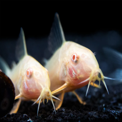 CORYDORAS AENEUS ALBINO 2.5-3cms