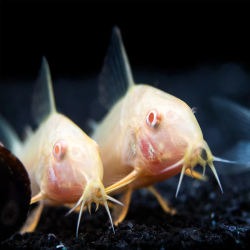 CORYDORAS AENEUS ALBINO
