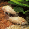 CORYDORAS AENEUS ALBINO 2.5-3cms