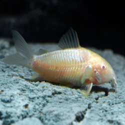 CORYDORAS AENEUS ALBINO