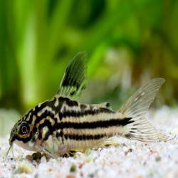 CORYDORAS NANNUS / GASTRODERMUS NANUS