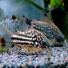 CORYDORAS NANNUS 3cms