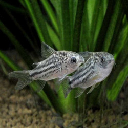 CORYDORAS NANNUS / GASTRODERMUS NANUS