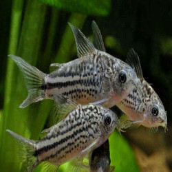 CORYDORAS NANNUS / GASTRODERMUS NANUS
