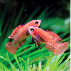 DARIO HYSGINON / FLAME RED BADIS 1-2cm