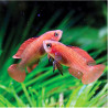 DARIO HYSGINON / FLAME RED BADIS 1-2cm