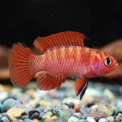DARIO HYSGINON / FLAME RED BADIS