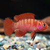 DARIO HYSGINON / FLAME RED BADIS 1-2cm