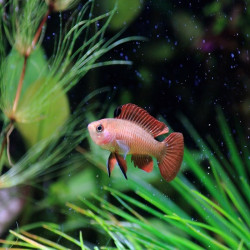 DARIO HYSGINON / FLAME RED BADIS