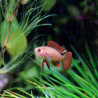 DARIO HYSGINON / FLAME RED BADIS 1-2cm