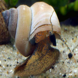 FILOPALUDINA MARTENSI ( SIAMOPALUDINA ) / GHOST WIZARD WHITE SNAIL