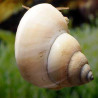 FILOPALUDINA MARTENSI ( SIAMOPALUDINA ) / GHOST WIZARD WHITE SNAIL