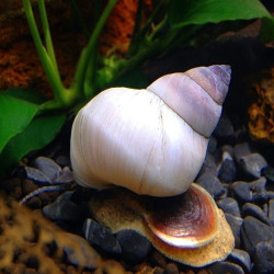 FILOPALUDINA MARTENSI ( SIAMOPALUDINA ) / GHOST WIZARD WHITE SNAIL