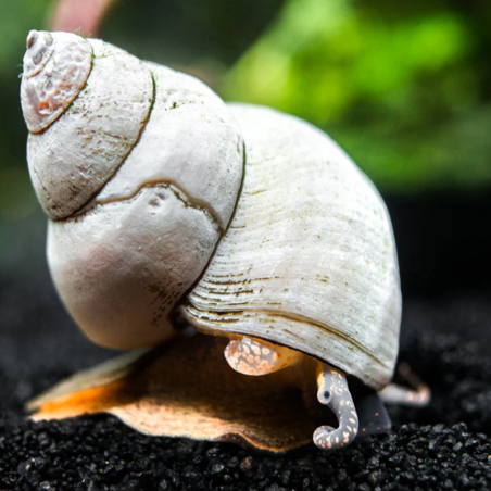 FILOPALUDINA MARTENSI ( SIAMOPALUDINA ) / GHOST WIZARD WHITE SNAIL