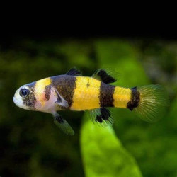 BRACHYGOBIUS XANTHOZONA / GOBIE ABEILLE