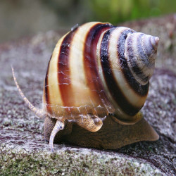 TAIA NATICOIDES / INLAY SNAIL / ESGARGOT PIANO