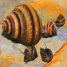 TAIA NATICOIDES / INLAY SNAIL / ESGARGOT PIANO