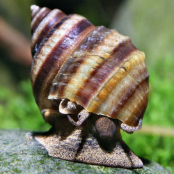 TAIA NATICOIDES / INLAY SNAIL / ESGARGOT PIANO