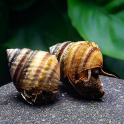 TAIA NATICOIDES / INLAY SNAIL / ESGARGOT PIANO