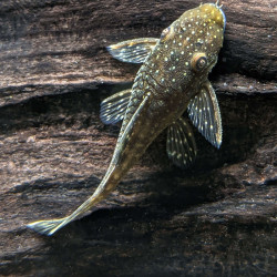 LDA45 / L349 ANCISTRUS A POINTS VERTS