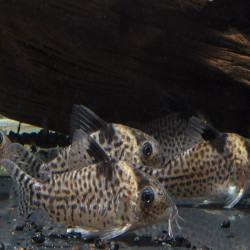 CORYDORAS AGASSIZII