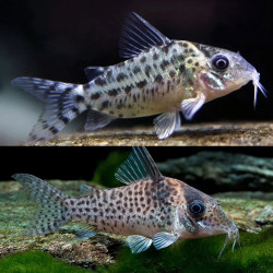 CORYDORAS AGASSIZII NANAY