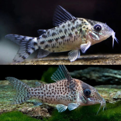 CORYDORAS AGASSIZII RIO NANAY XL