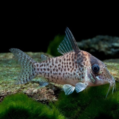 CORYDORAS AGASSIZII RIO NANAY XL