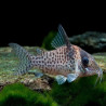 CORYDORAS AGASSIZII RIO NANAY XL