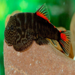 GASTROMYZON  RED TAIL  4-5cms