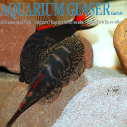 GASTROMYZON  RED TAIL / LOCHE DE TORRENT