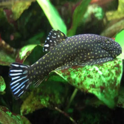 GASTROMYZON  BLUE TAIL  4-5cms