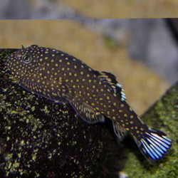 GASTROMYZON  BLUE TAIL