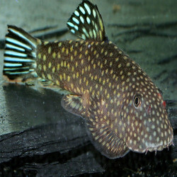 GASTROMYZON  BLUE TAIL  4-5cms