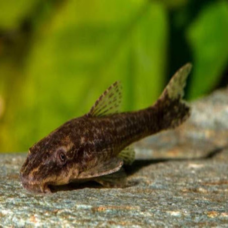 OTOCINCLUS NEGROS / Otothyropsis piribebuy 3cms