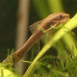 OTOCINCLUS NEGROS / Otothyropsis piribebuy 3cms