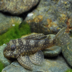 L004 HYPANCISTRUS ANGE / ANGELICUS PLECO 6cms